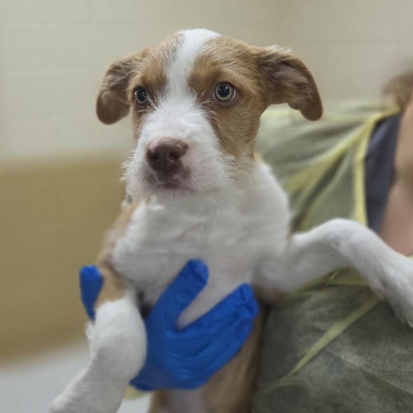 Quill, a Adoptable mixed breed in Incline Village, NV image 2/2
