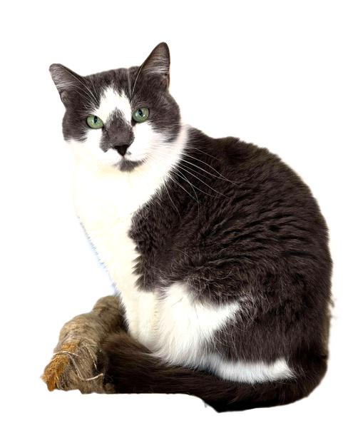 Begonia, a Adoptable mixed breed image 3/3