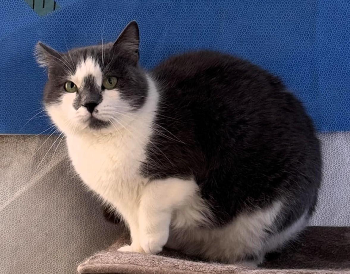 Begonia, Adoptable, Adult Female American Shorthair & Domestic Short Hair.