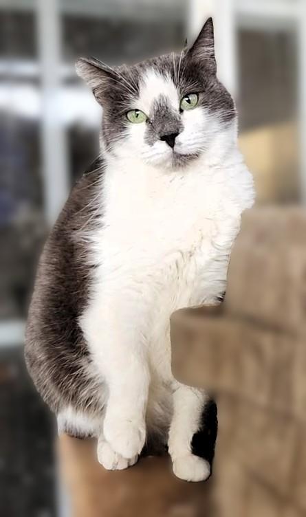 Begonia, a Adoptable mixed breed image 2/3