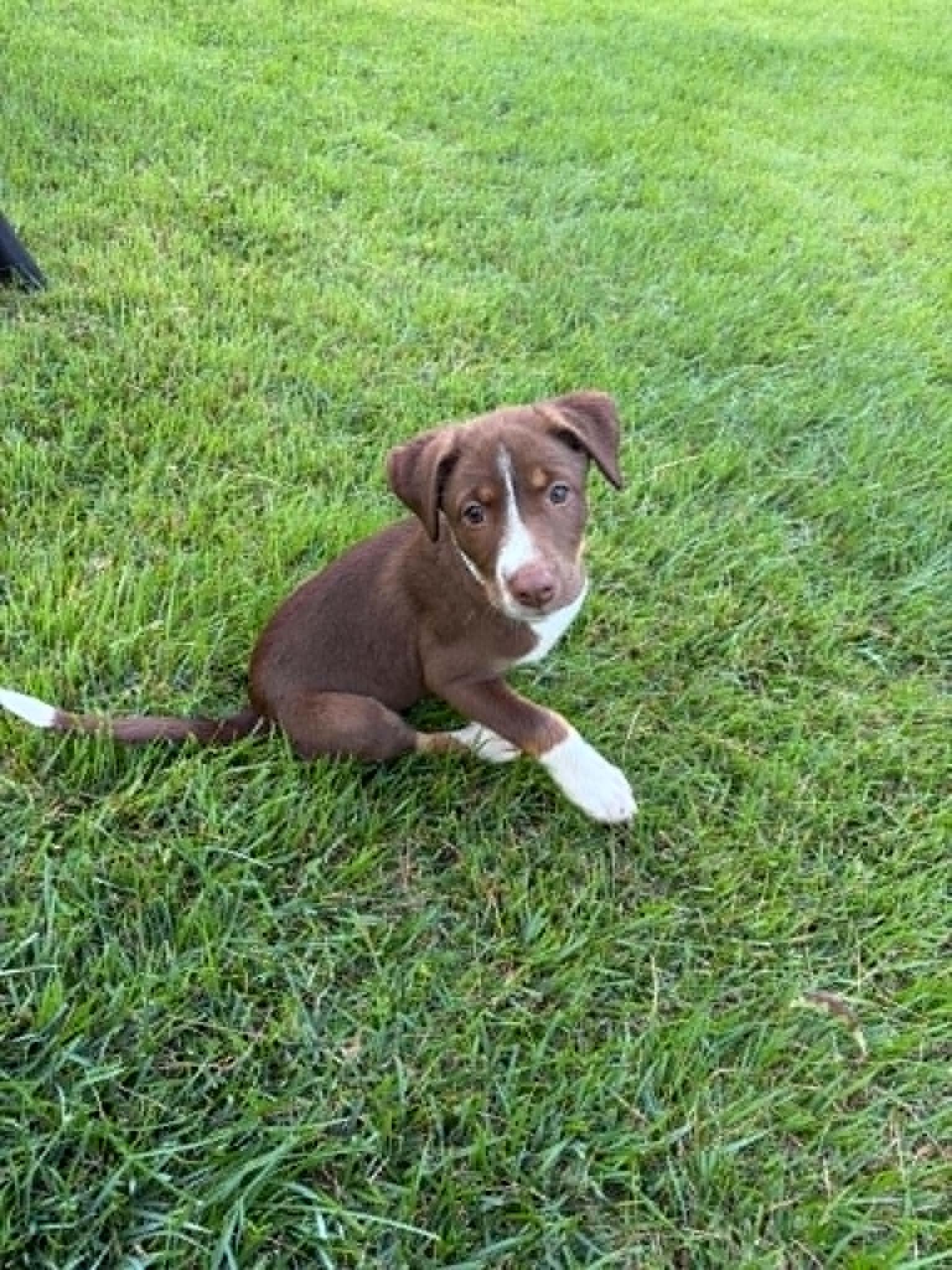 Cocoa, adopted, Puppy Female Mixed Breed.