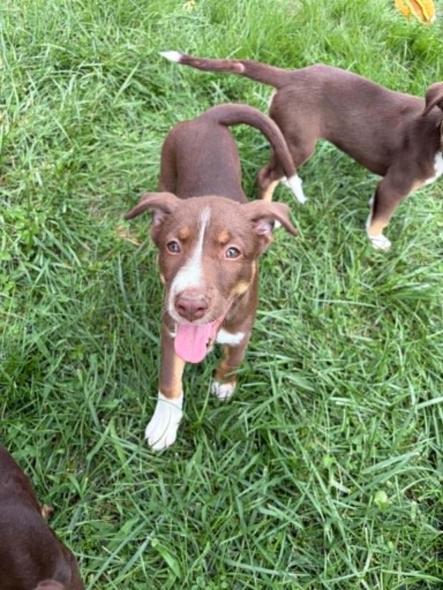 Cocoa, an adopted Mixed Breed in Millersville, MD image 2/2