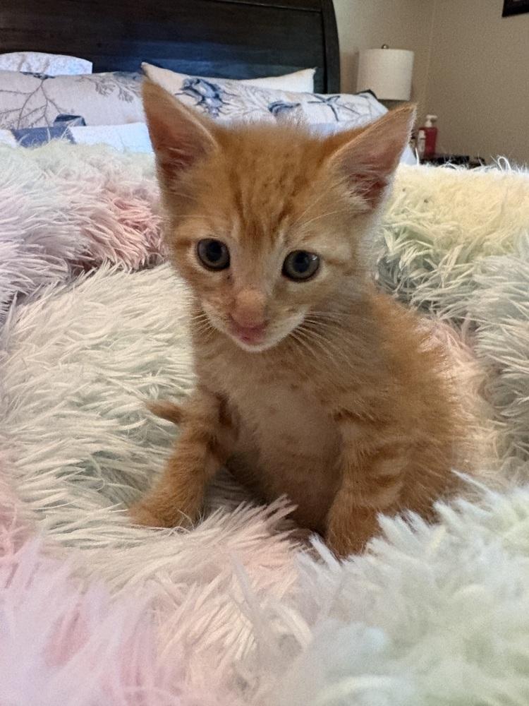 Enlarge Garfield (Available late November), a Adoptable mixed breed in Galt, CA image 1/2