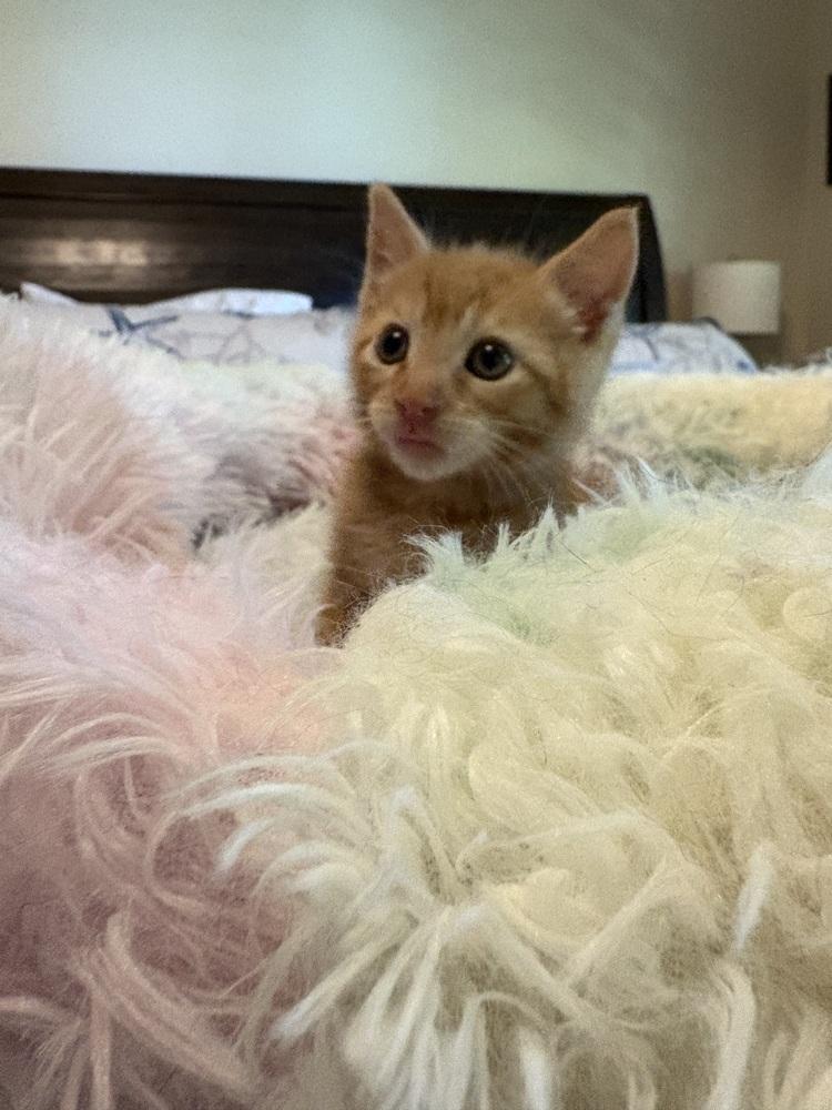 Enlarge Garfield (Available late November), a Adoptable mixed breed in Galt, CA image 2/2