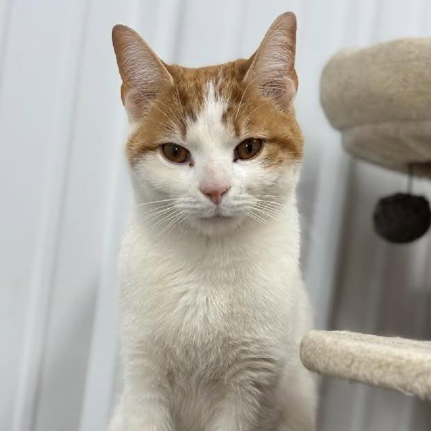 Rocket, Adoptable, Senior Male Domestic Short Hair.