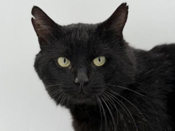 Enlarge Brandon, a Adoptable mixed breed in Portland, OR image 1/1