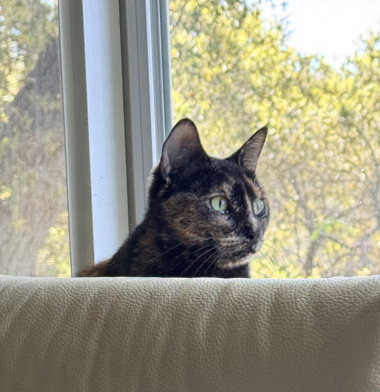 Enlarge Glynnis, a Adoptable Domestic Short Hair in San Jose, CA image 1/3