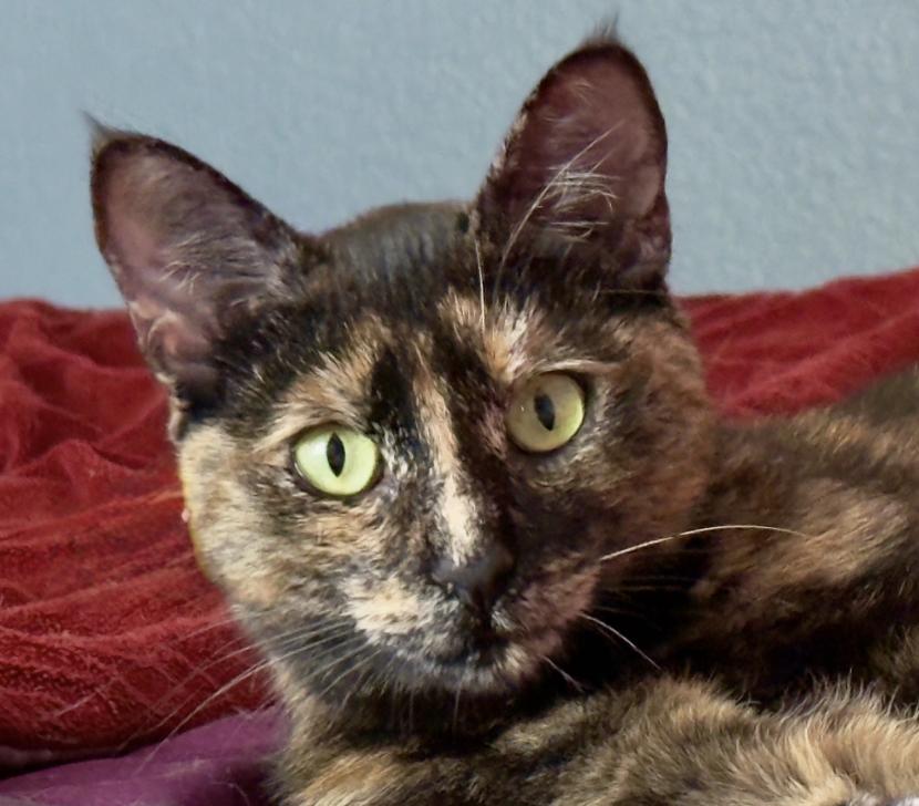 Enlarge Glynnis, a Adoptable Domestic Short Hair in San Jose, CA image 2/3