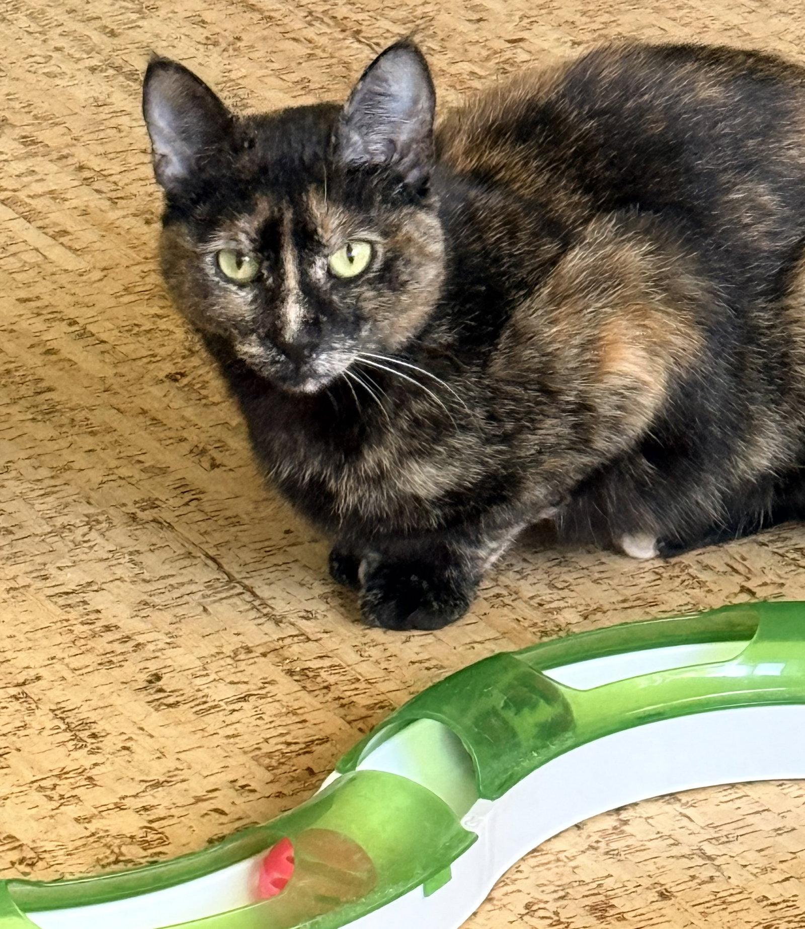 Enlarge Glynnis, a Adoptable Domestic Short Hair in San Jose, CA image 3/3