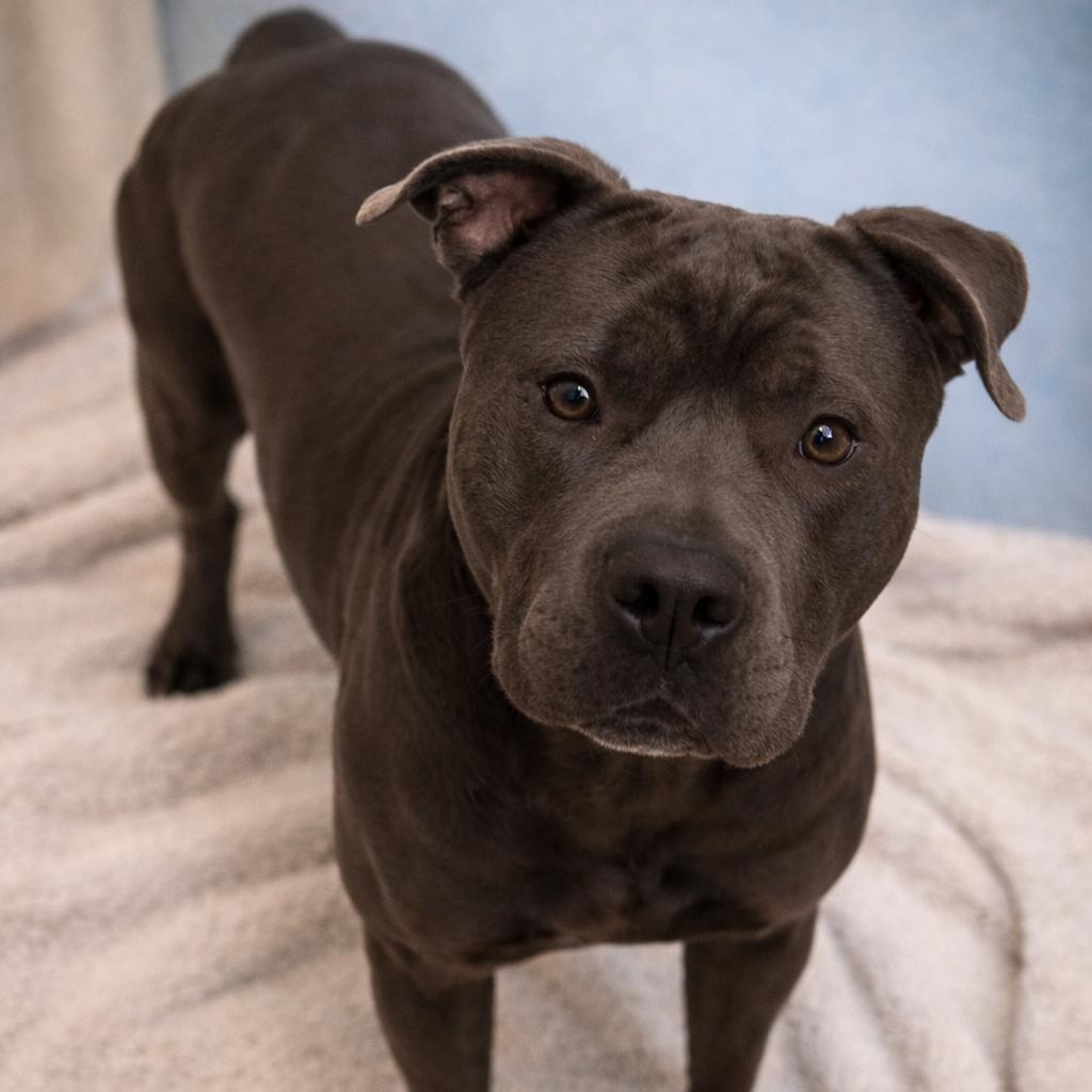 Myles, ADOPTABLE, Adult Male Pit Bull Terrier & Mixed Breed.