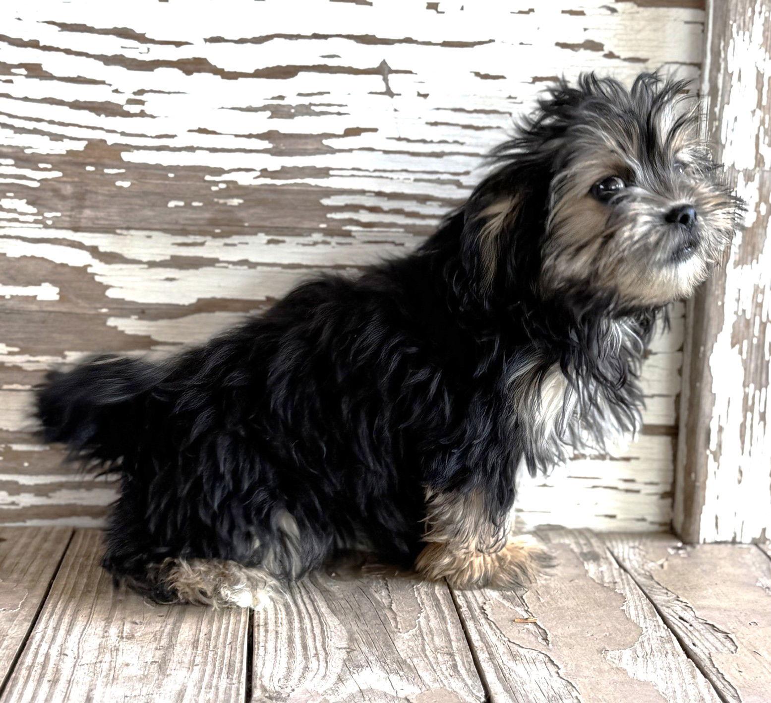 Nathalie's Bogart TX, Adoptable, Puppy Male Terrier.