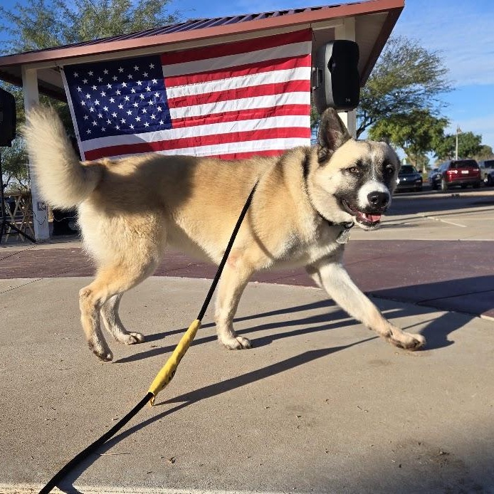 Ichi, Adoptable, Young Male Akita.