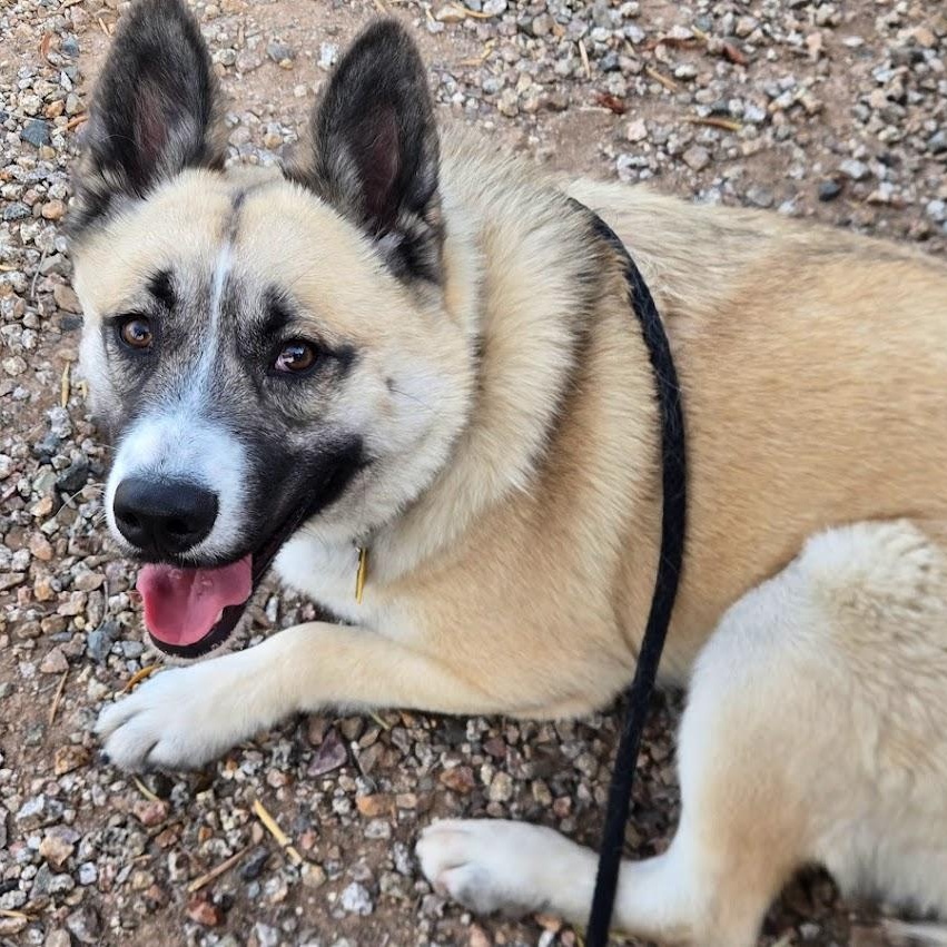 Ichi, Adoptable, Young Male Akita.