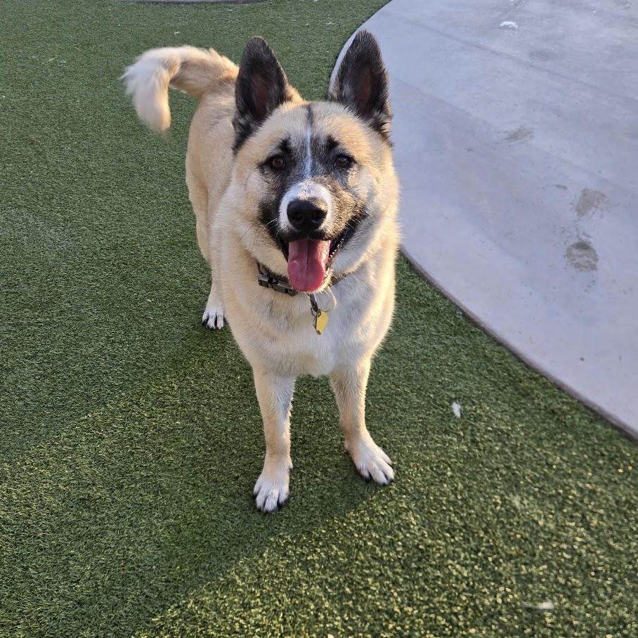 Enlarge Ichi, a Adoptable Akita in Queen Creek, AZ image 3/6