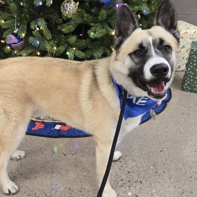 Enlarge Ichi, a Adoptable Akita in Queen Creek, AZ image 1/6