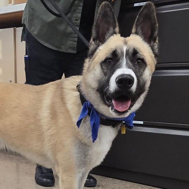 Enlarge Ichi, a Adoptable Akita in Queen Creek, AZ image 4/6