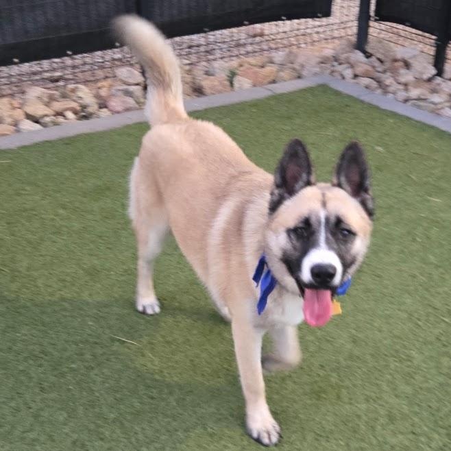 Enlarge Ichi, a Adoptable Akita in Queen Creek, AZ image 5/6