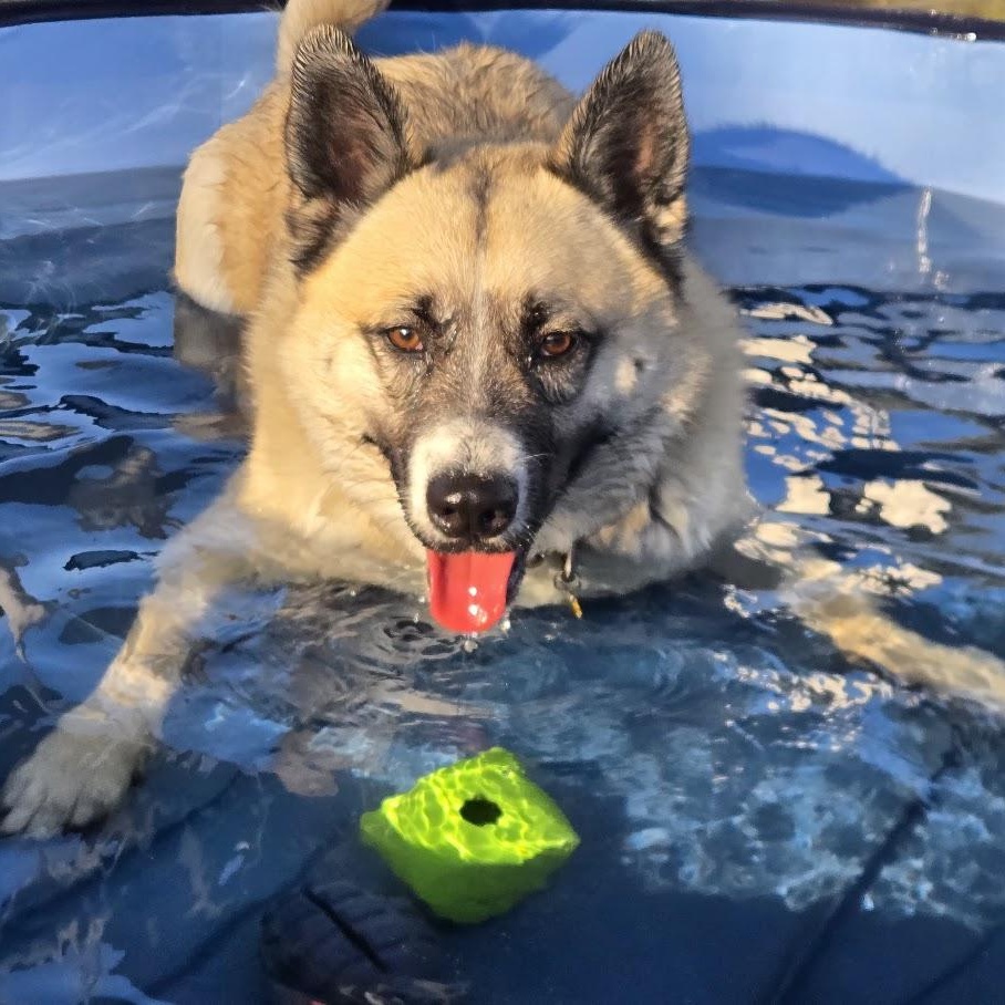 Enlarge Ichi, a Adoptable Akita in Queen Creek, AZ image 1/6