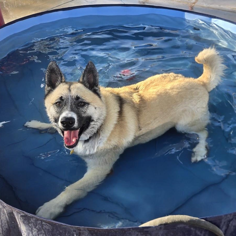 Enlarge Ichi, a Adoptable Akita in Queen Creek, AZ image 4/6