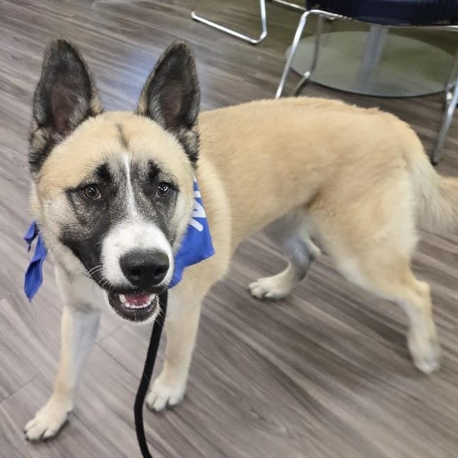 Enlarge Ichi, a Adoptable Akita in Queen Creek, AZ image 6/6