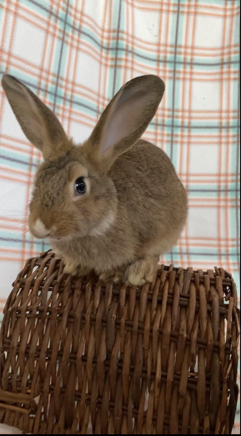 Enlarge Corduroy, a Adoptable Bunny Rabbit in Livermore, CA image 2/3