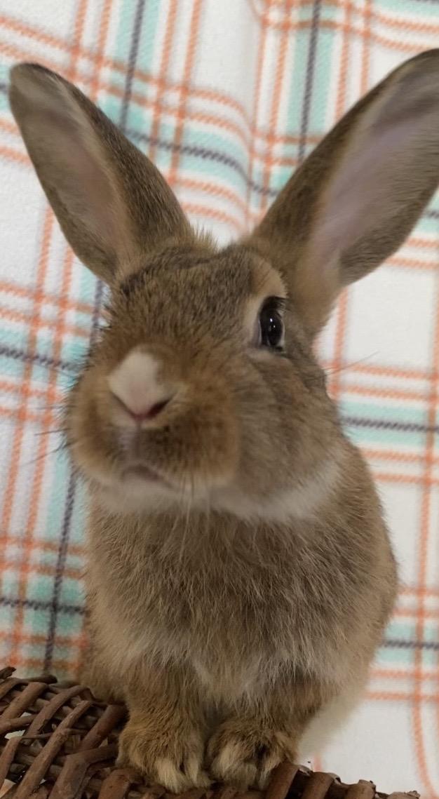 Corduroy, Adoptable, Young Male Bunny Rabbit.