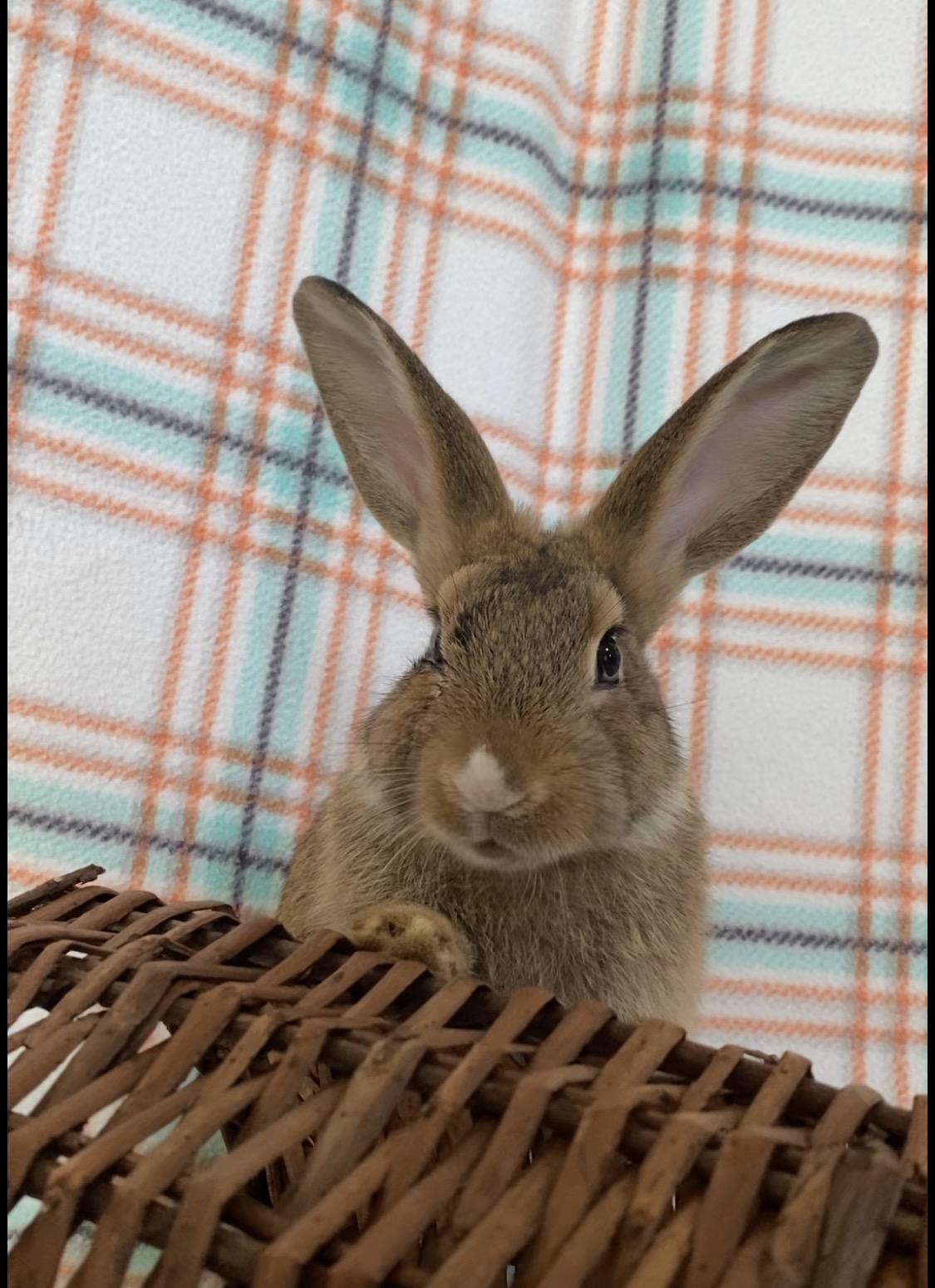 Enlarge Corduroy, a Adoptable Bunny Rabbit in Livermore, CA image 3/3