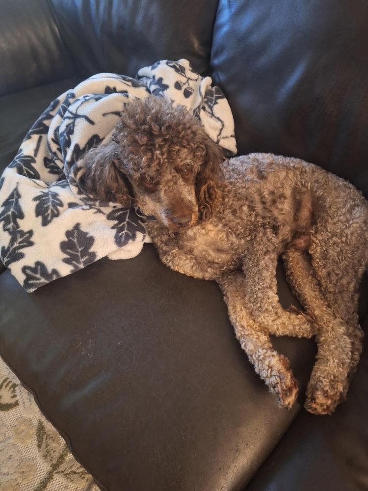 Cricket, a Adoptable Poodle in Dutton, VA image 1/2