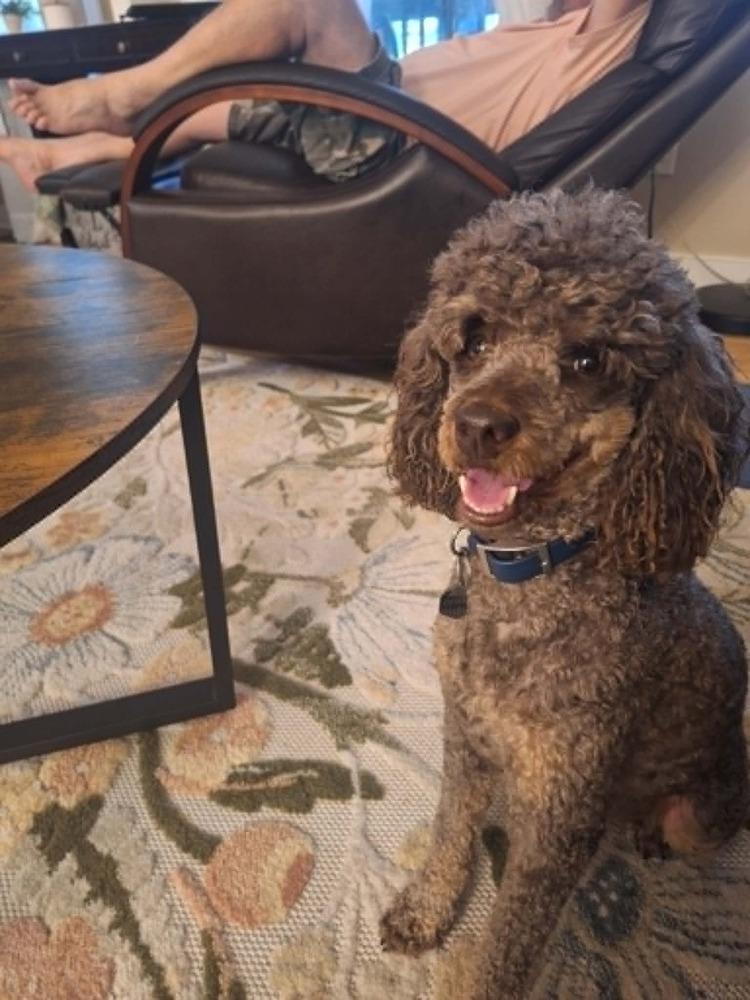 Cricket, a Adoptable Poodle in Dutton, VA image 2/2