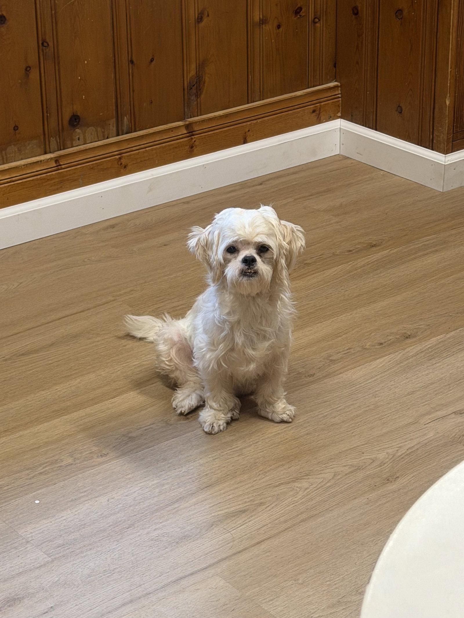 Enlarge Elphaba, a Adopted Shih Tzu in Raleigh, NC image 1/1