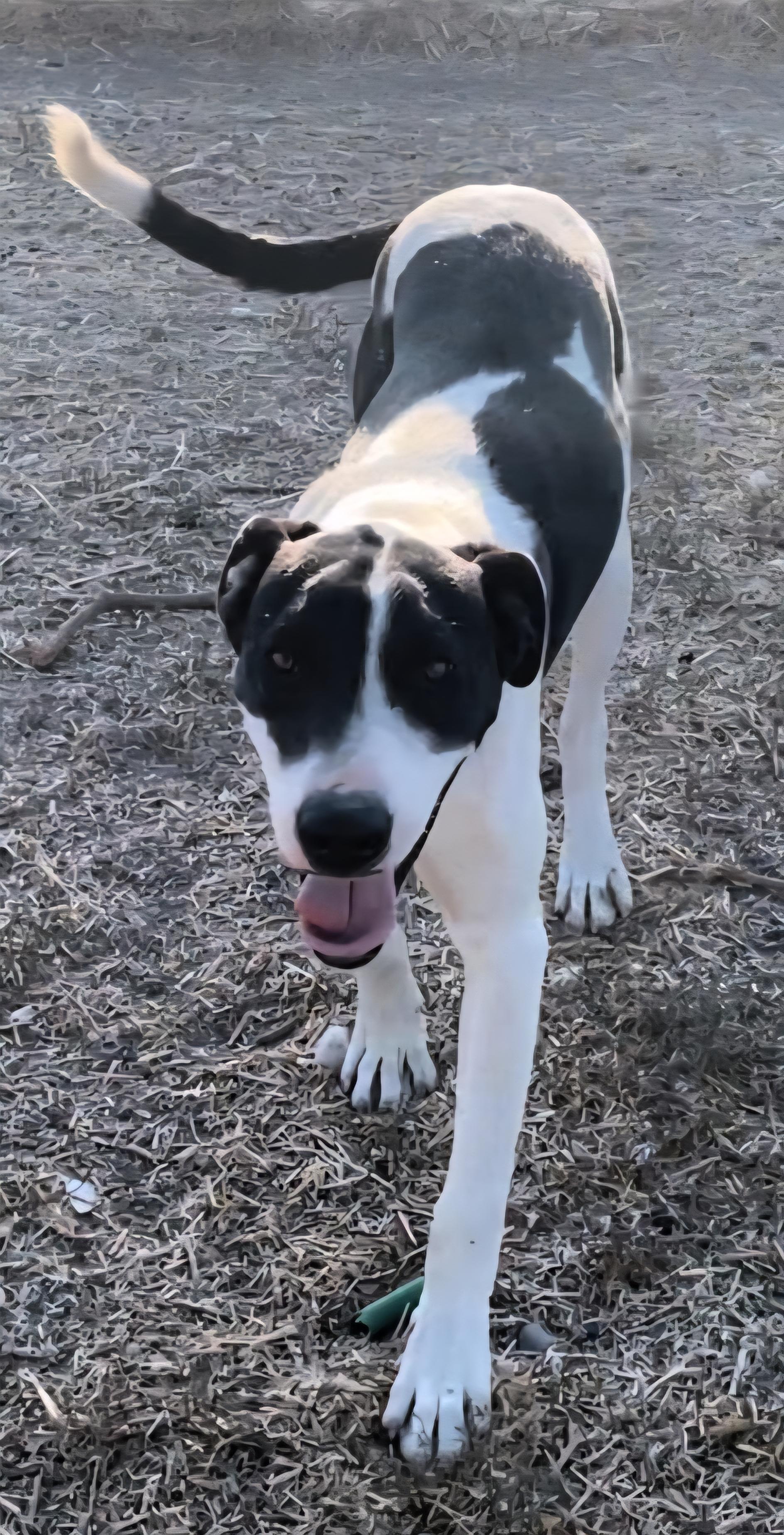 Enlarge Salty, a Adoptable mixed breed image 1/1