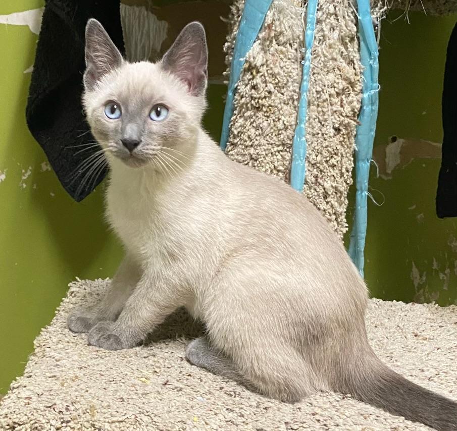 Kershaw, a Adoptable Siamese in Los Angeles, CA image 1/3