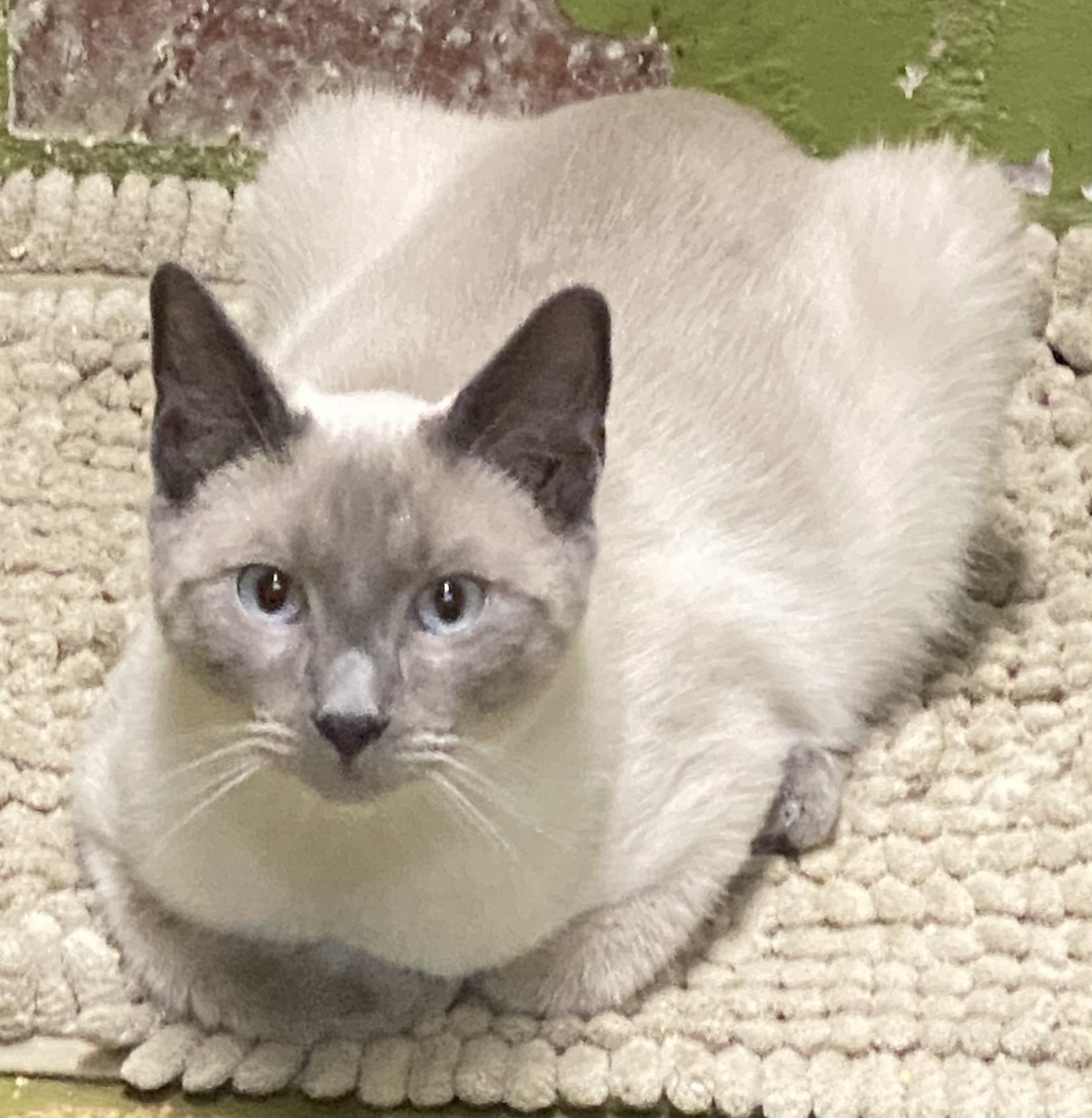 Kershaw, a Adoptable Siamese in Los Angeles, CA image 2/3