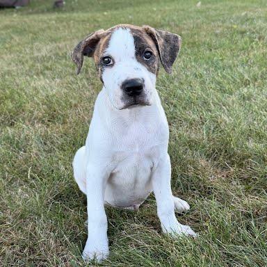 Blitz, Adoptable, Puppy Male Pit Bull Terrier & Mixed Breed.