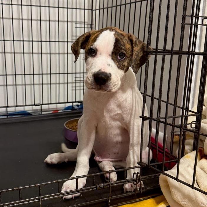 Enlarge Blitz, a Adoptable mixed breed in Northville, MI image 3/4