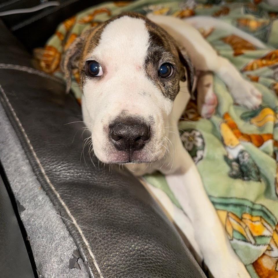 Enlarge Blitz, a Adoptable mixed breed in Northville, MI image 4/4