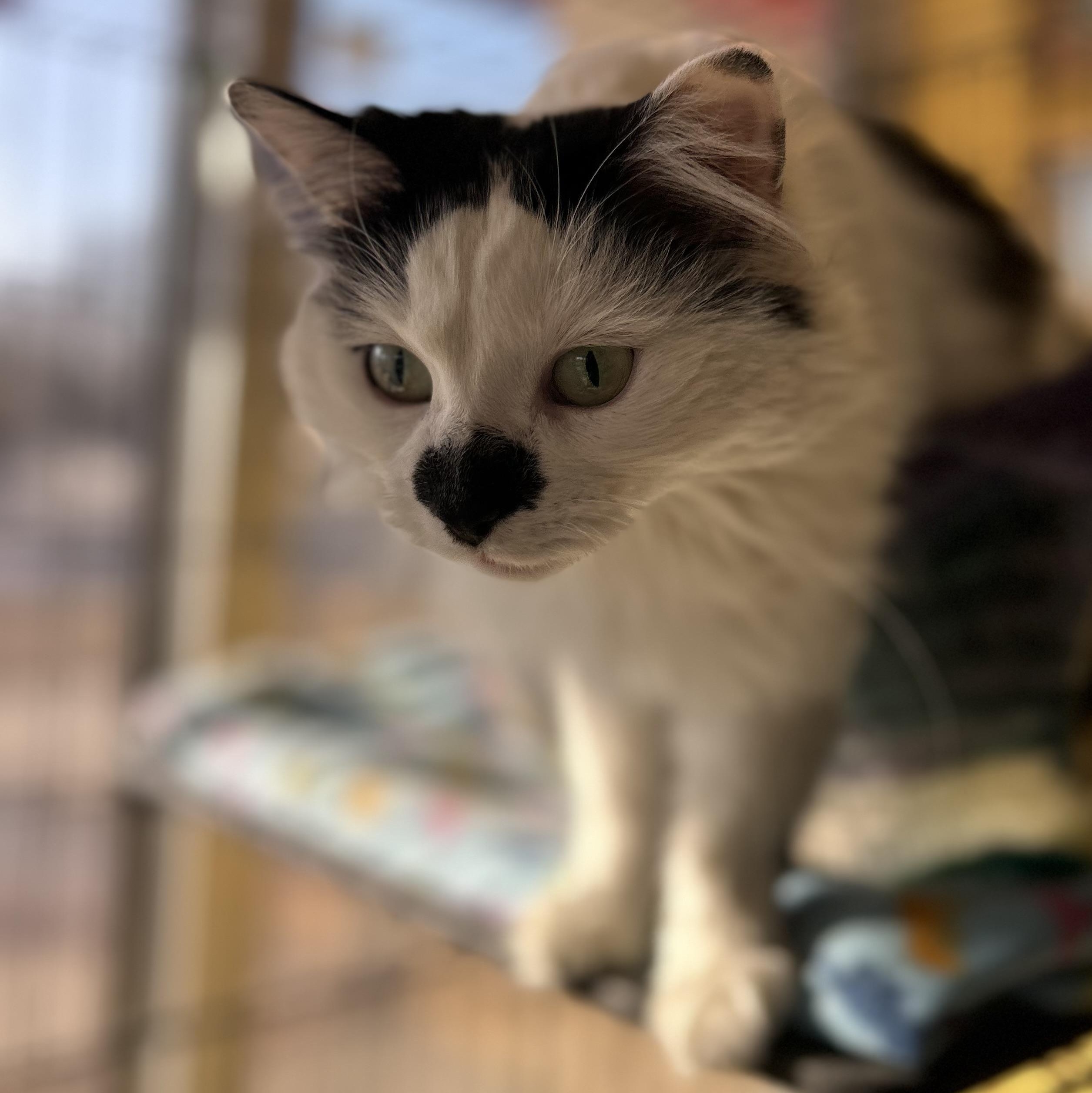 Dutchess, an adopted Domestic Long Hair in Madison Heights, MI image 3/3