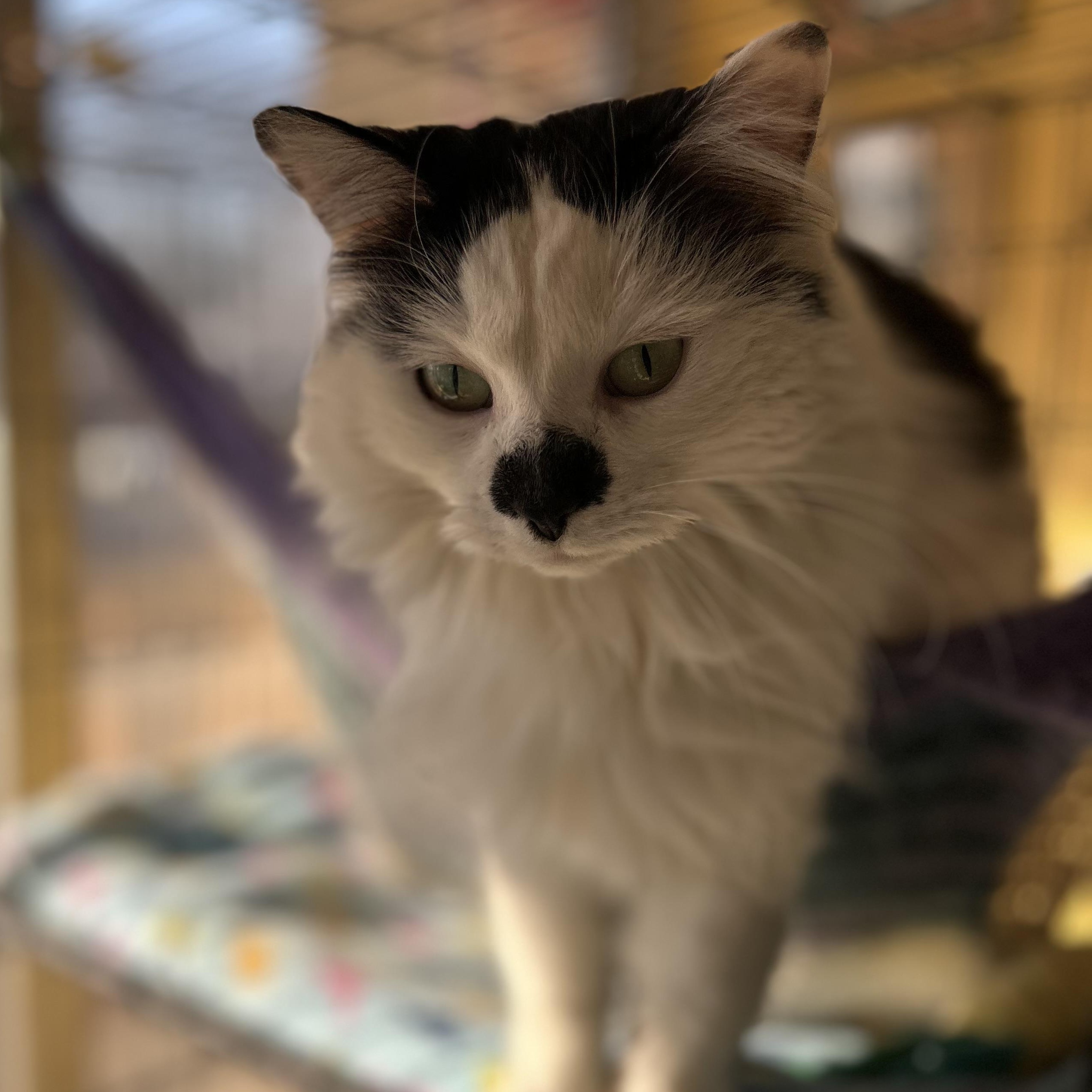 Dutchess, adopted, Adult Female Domestic Long Hair.