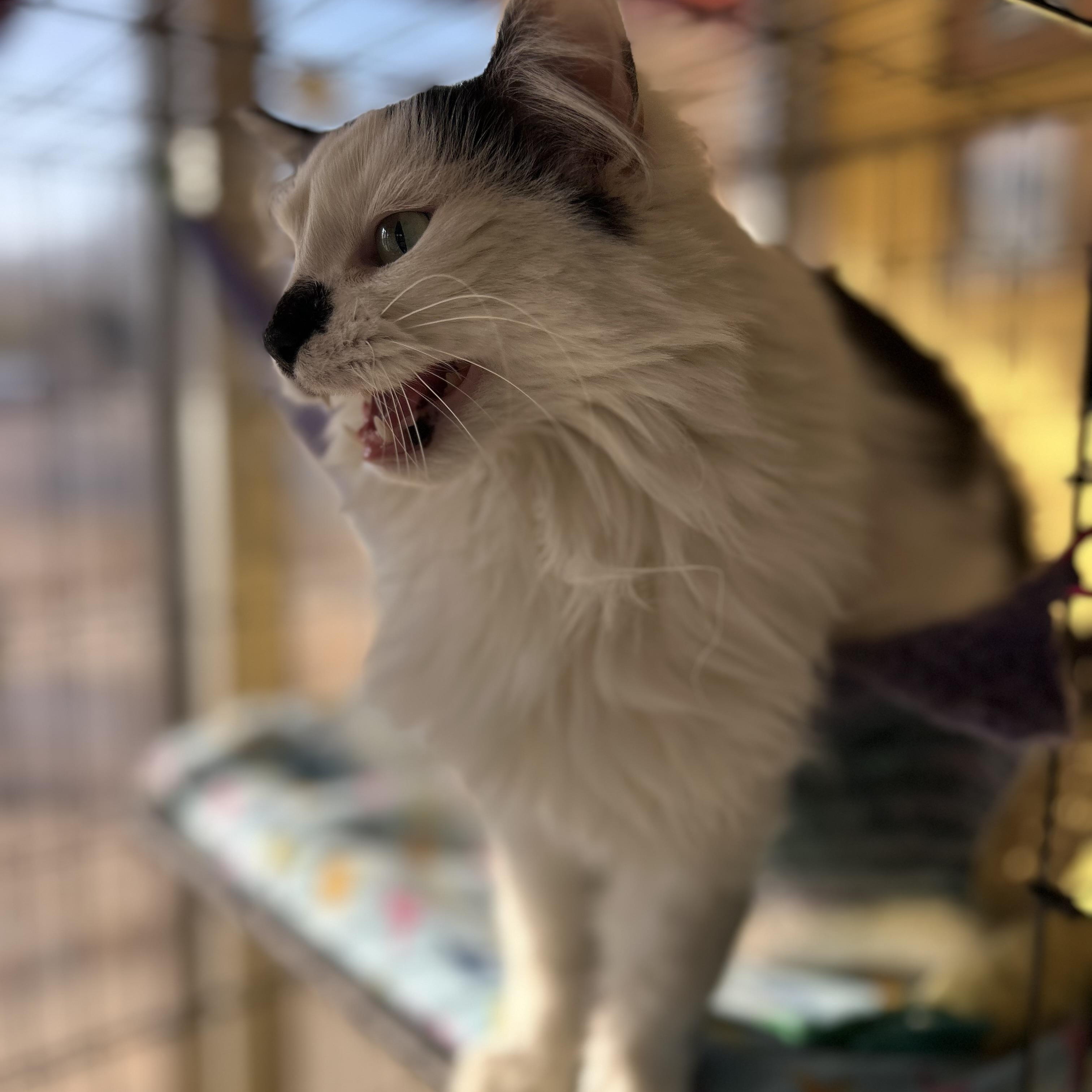 Dutchess, an adopted Domestic Long Hair in Madison Heights, MI image 2/3