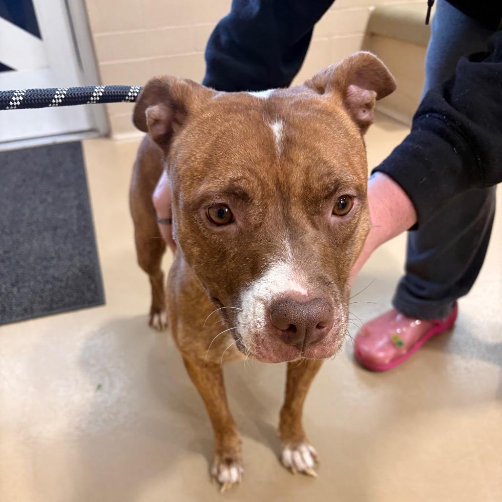 Enlarge Rhea, a Adoptable Mixed Breed in Winston-Salem, NC image 2/2