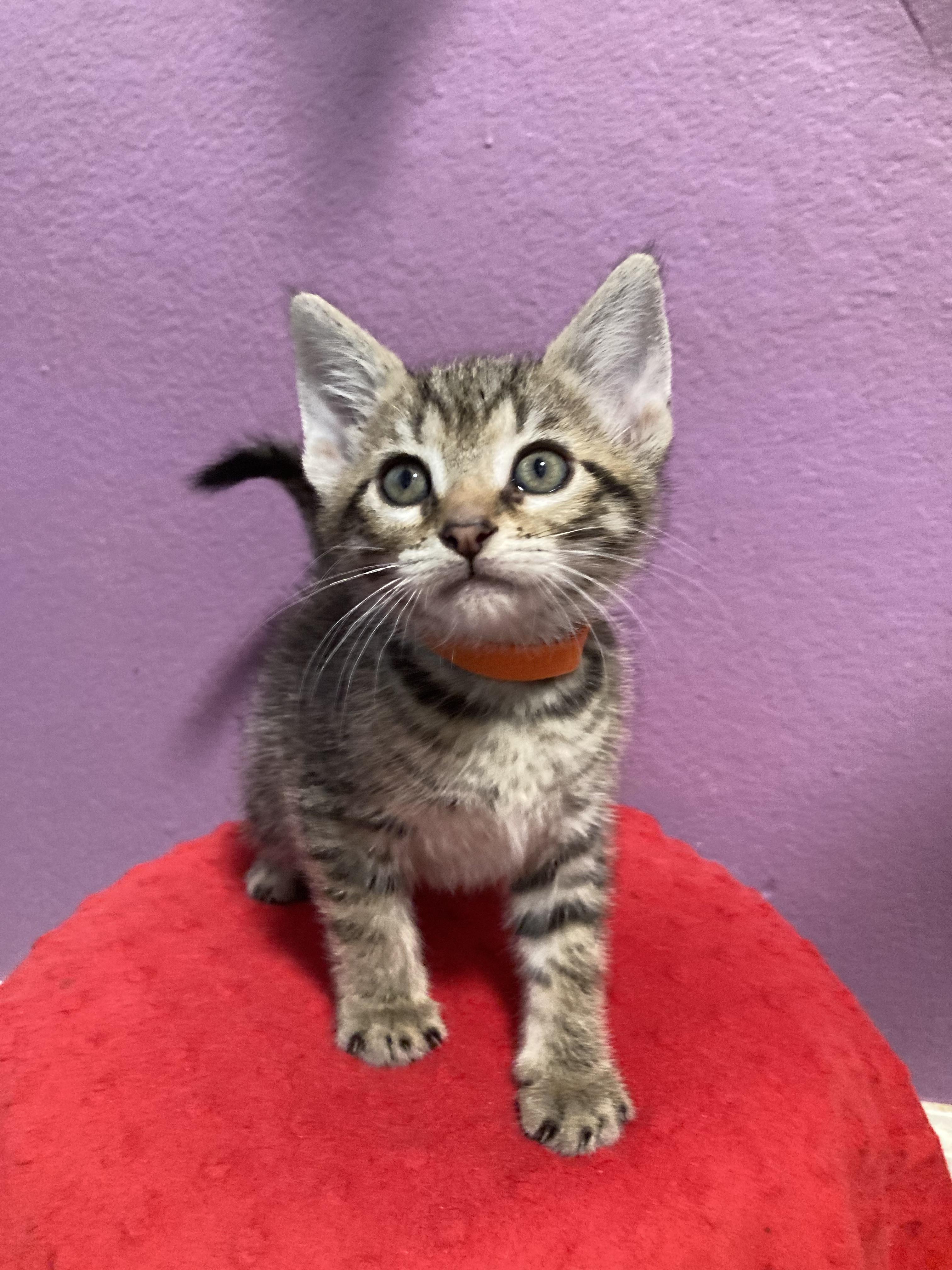 Dancer, Adopted, Young Female Domestic Short Hair.