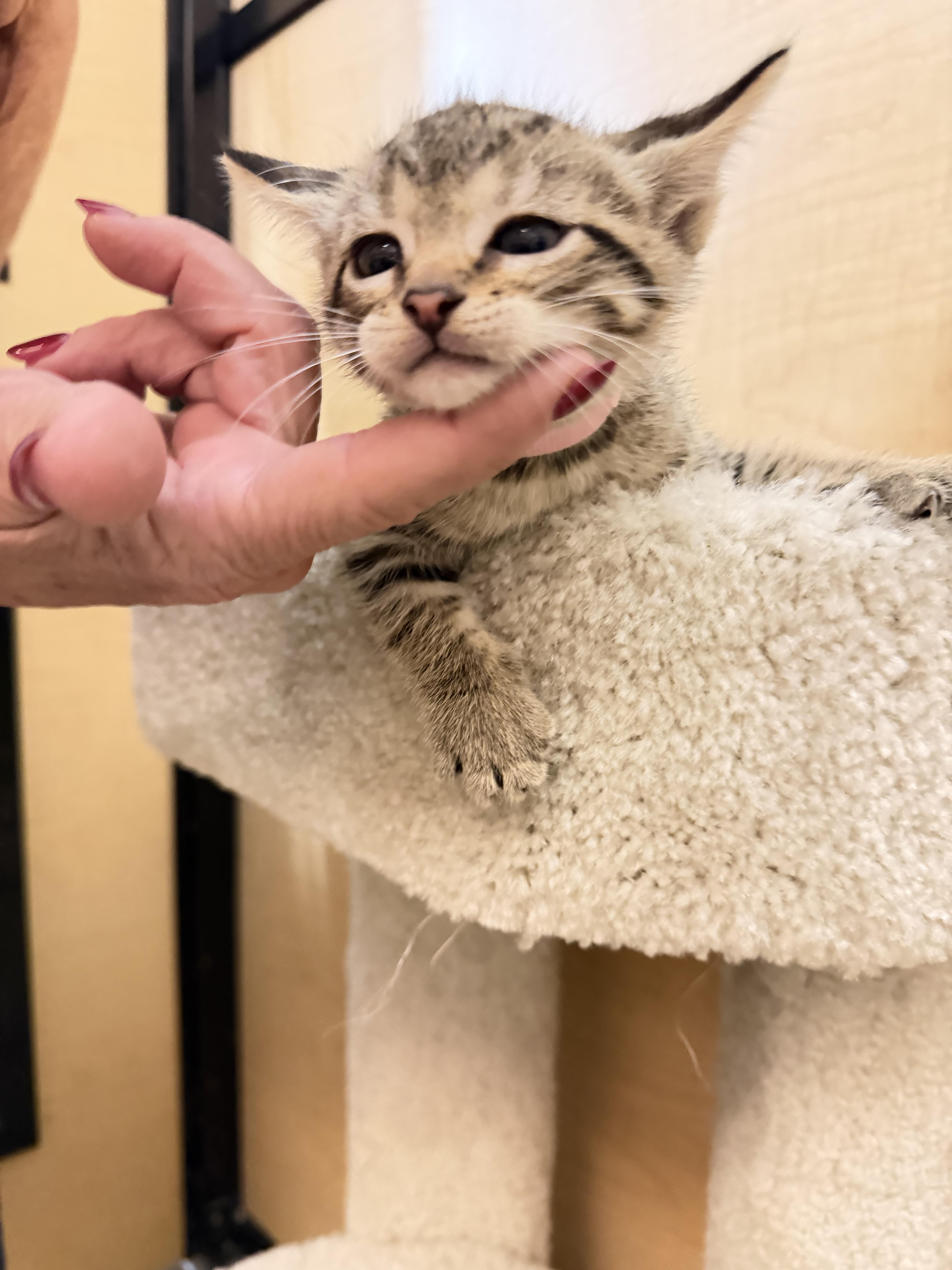 Enlarge Dancer, a Adopted mixed breed in Dixon, CA image 2/2