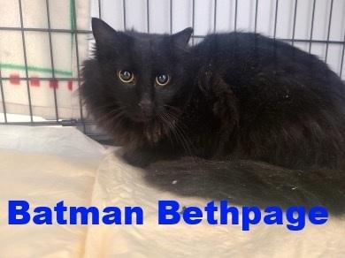 Batman Bethpage, Adoptable, Adult Male Domestic Long Hair.