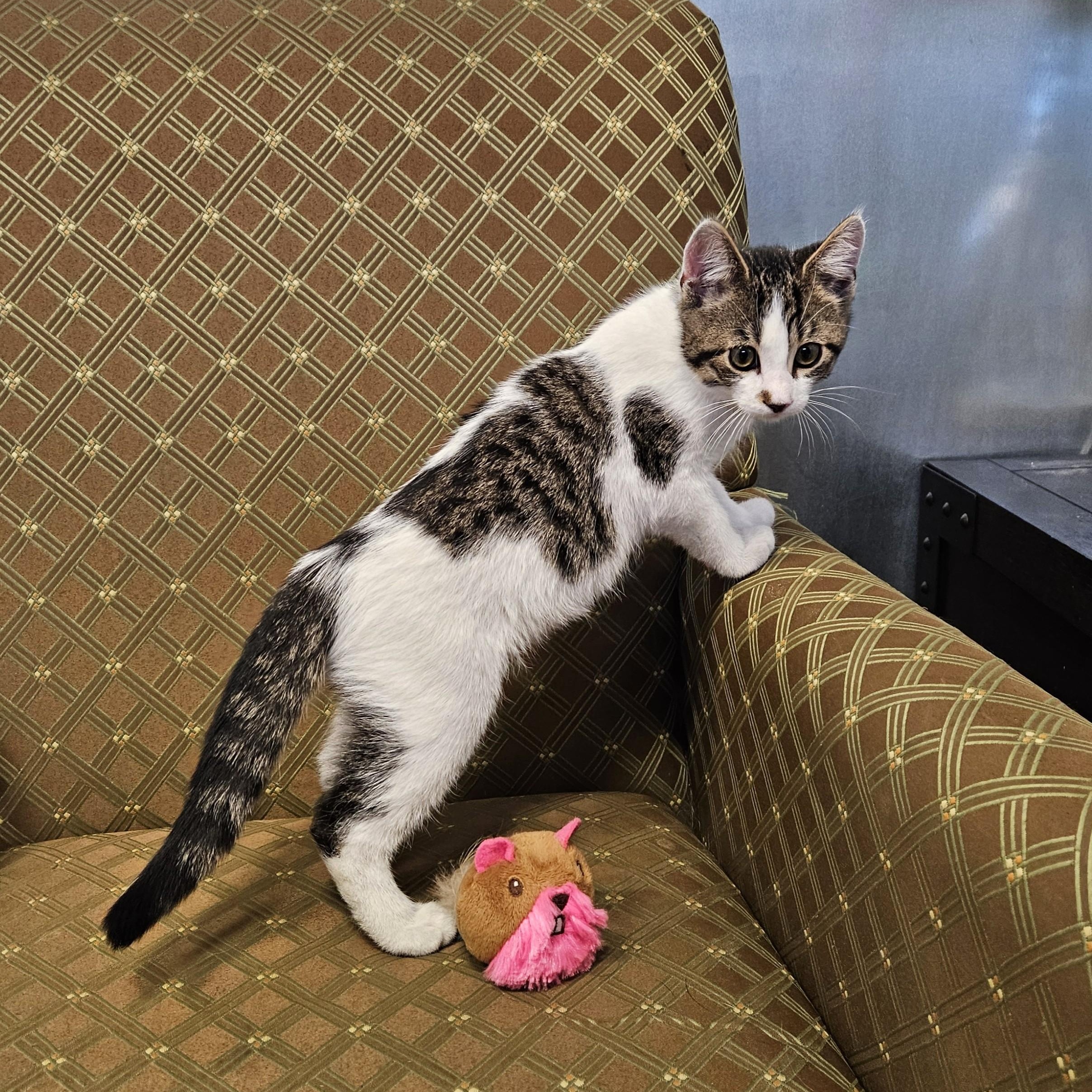 Cotton, a ADOPTABLE Domestic Short Hair in Endicott, NY image 4/5