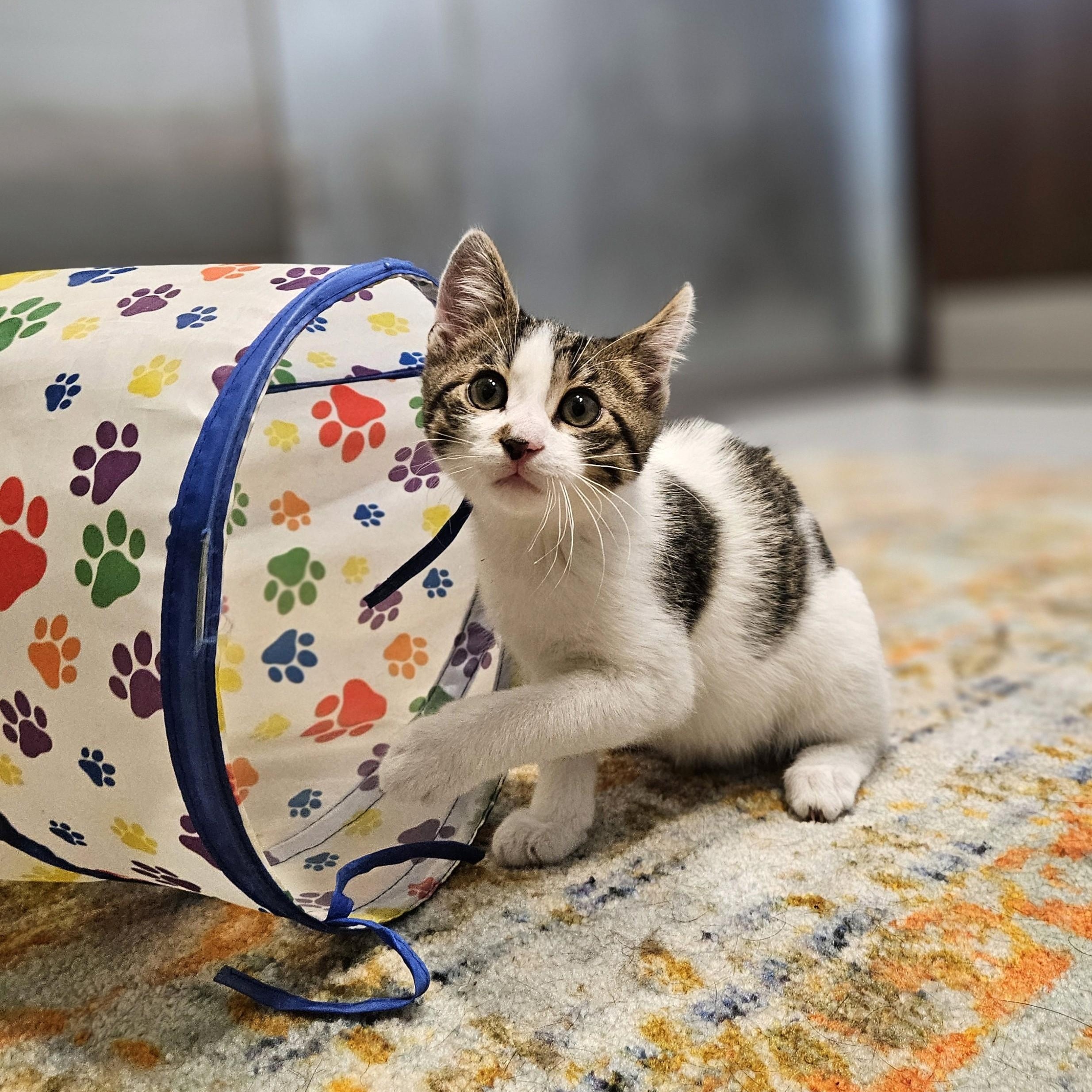 Cotton, a ADOPTABLE Domestic Short Hair in Endicott, NY image 5/5