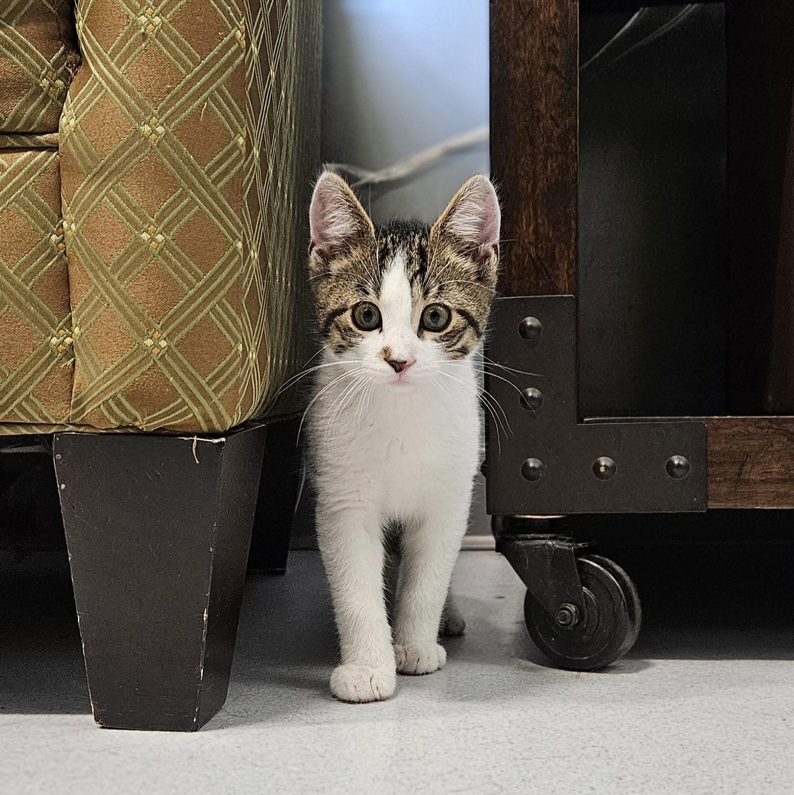 Cotton, a ADOPTABLE Domestic Short Hair in Endicott, NY image 3/5