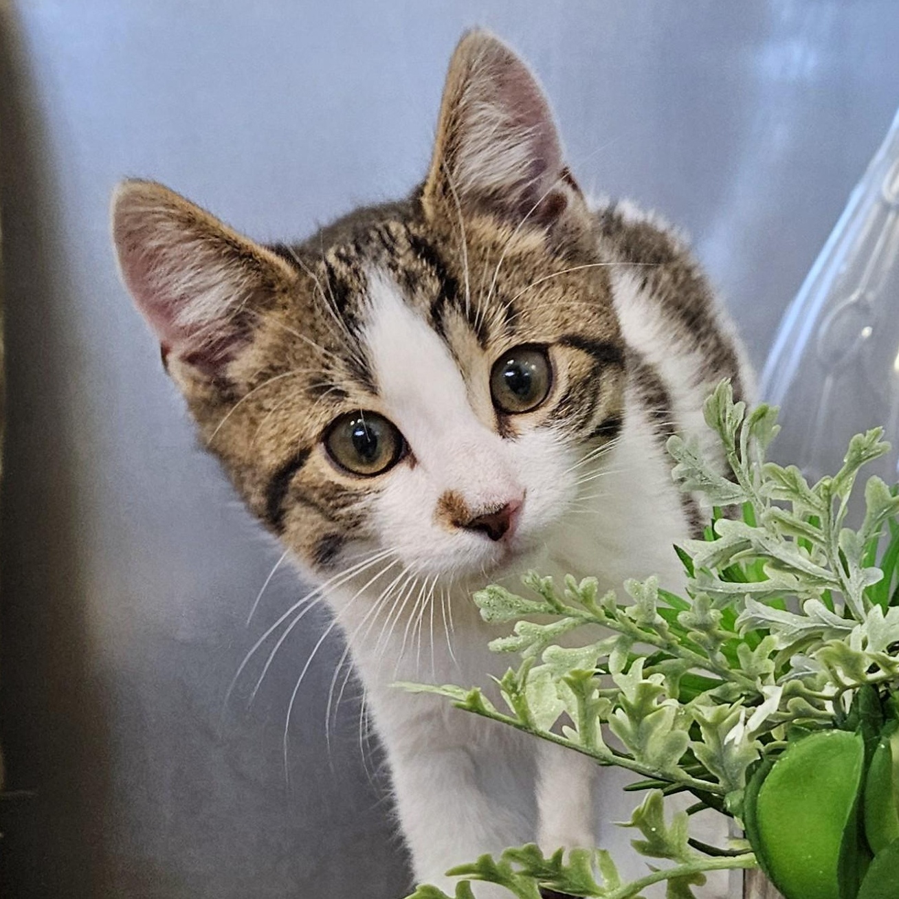 Cotton, ADOPTABLE, Kitten Male Domestic Short Hair.