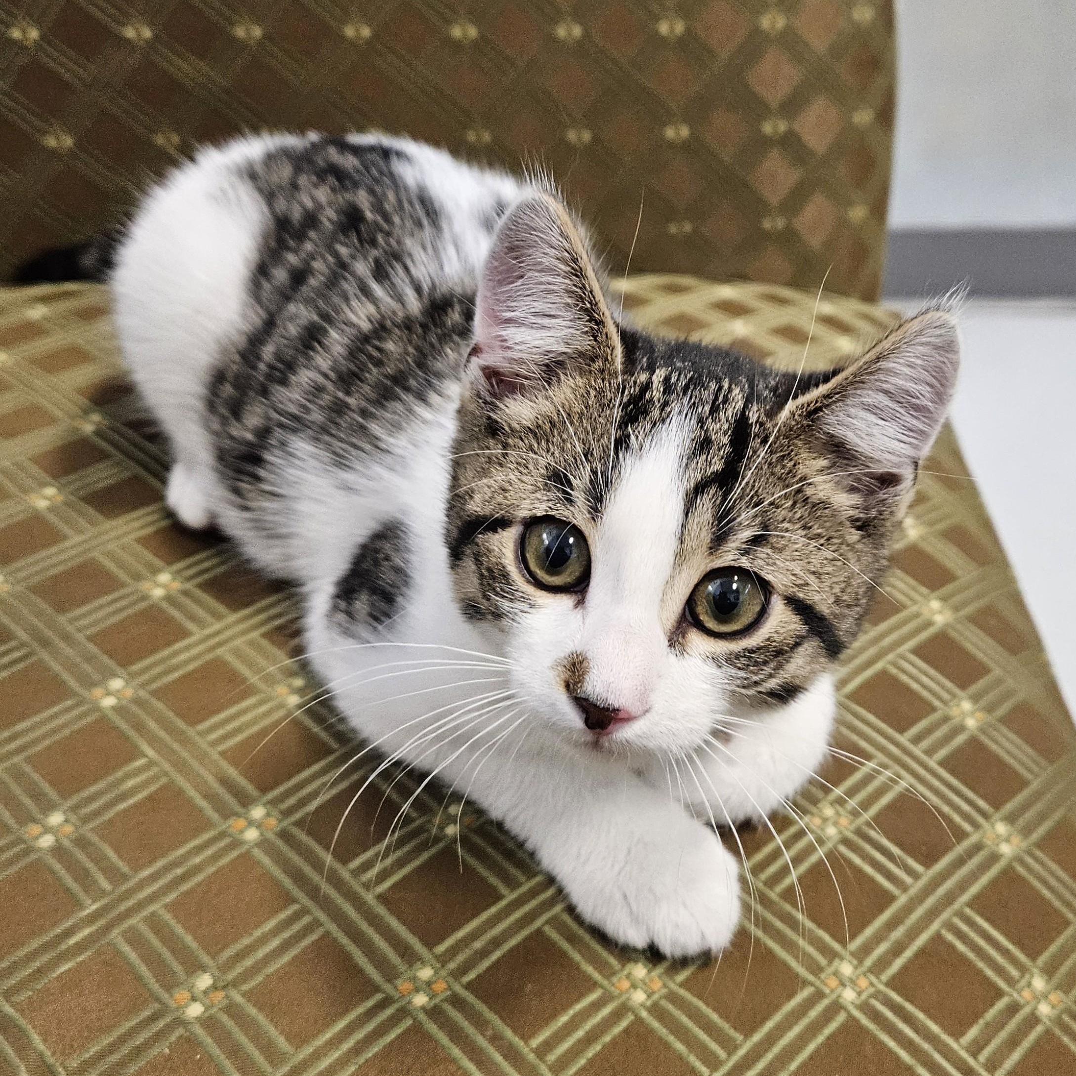 Cotton, a ADOPTABLE Domestic Short Hair in Endicott, NY image 2/5