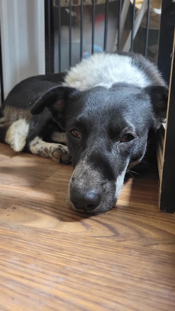 Enlarge Callie, a Adoptable mixed breed in Cortez, CO image 2/6