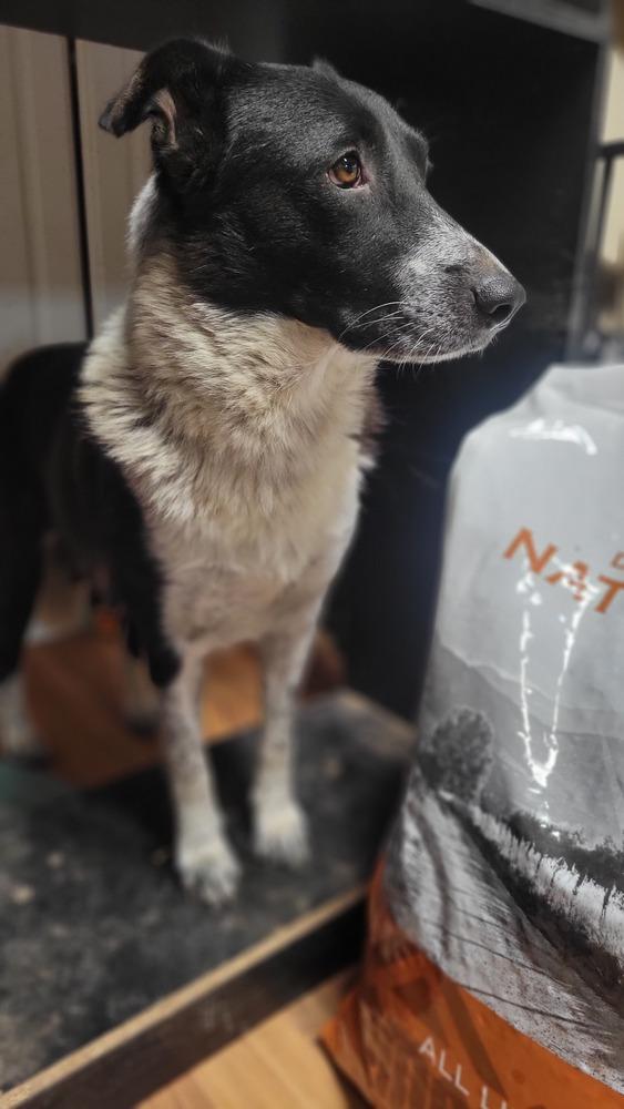 Enlarge Callie, a Adoptable mixed breed in Cortez, CO image 3/6